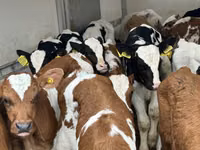 Skot (série, pohlaví neuvedeno), Simmental cattle — foto 3