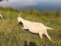 Cabra, LaMancha goats — foto 3