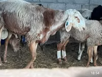 雌羊, East Friesian Dairy sheep — 写真 3