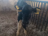 Sigir, Russian Black pied cattle — 4-rasm
