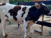 Krava, Simmental cattle — foto 2