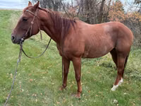 ცხენი, Quarter Horse — ფოტო 2
