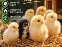 Chickens — الصورة 1