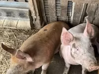 Knur, Świnie — zdjęcie 1