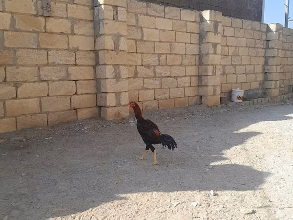 Chickens
