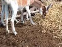Kozioł, Nubian Goat — zdjęcie 3