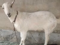 Cabras (lote, sexo no especificado), Barbari goats — foto 1