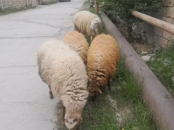 Ovce (šarže, pohlaví neuvedeno), Ovce