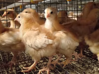 Chickens — 8-сурет