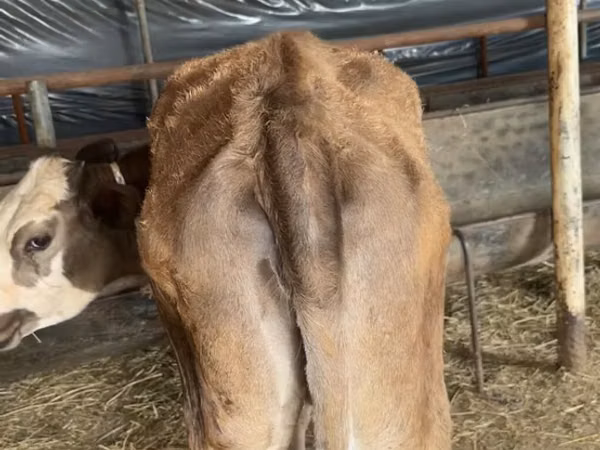 Rinder (Partie, Geschlecht nicht angegeben), Simmental cattle — Aserbaidschan