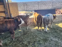 காளை, Simmental cattle — புகைப்படம் 6