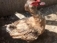 Ducks — Foto 1