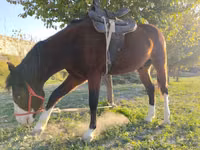 Cavalo, Cavalos — foto 6