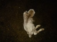 Кой, Койлор — сүрөт 3