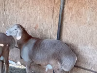 公羊, Arashan sheep — 照片 5