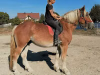 Hengst, Gypsy horse — Foto 7