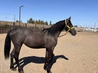 Toychoq, Friesian — 3-rasm