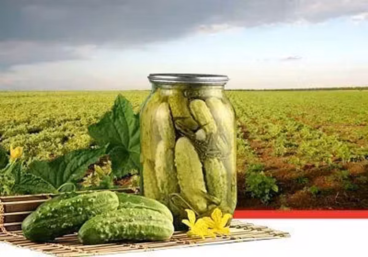 оборудования для консервации ( солений )