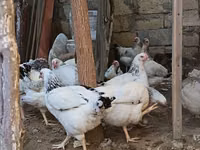 Chickens — foto 3