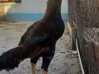 Chickens — foto 1