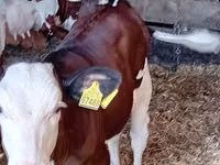 மாடுகள் (தொகுதி, பாலினம் குறிப்பிடப்படவில்லை), Russian Black pied cattle — புகைப்படம் 3