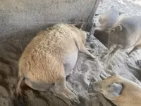 Schweine (Partie, Geschlecht nicht angegeben) — Foto 2