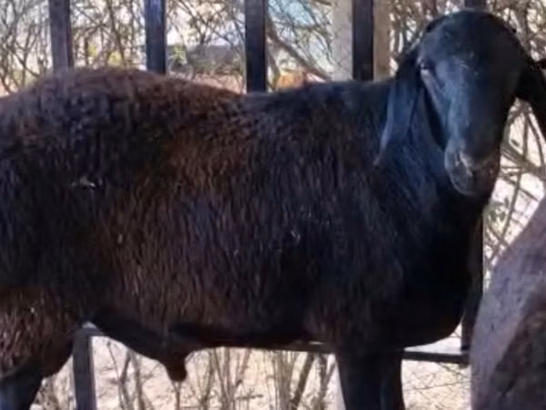 公羊, Kazakh fat-tailed coarsewool sheep