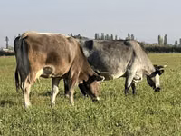 母牛, Cattle — 照片 2