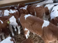 Byk, Simmental cattle — zdjęcie 8