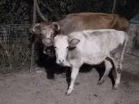 İnek, Sığır — foto 1
