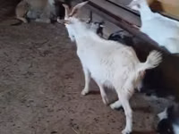 ஆண் வெள்ளாடு, வெள்ளாடுகள் — புகைப்படம் 1