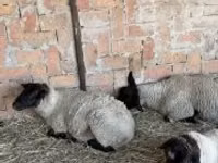 Qoyun, White Suffolk sheep — foto 2