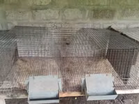 Ճագարի վանդակ մետաղից — foto 1