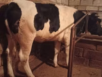 Сиыр, Russian Black pied cattle — 1-сурет