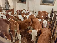 雄牛, Simmental cattle — 写真 4