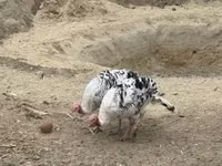 رويال بالم — الصورة 5