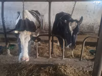 İnək, Russian Black pied cattle — foto 3
