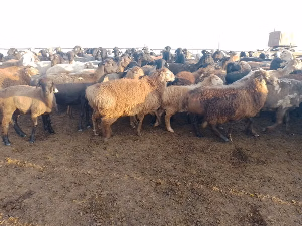 ვერძი, Edilbay sheep