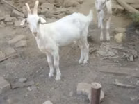Kozioł, Kozy — zdjęcie 6