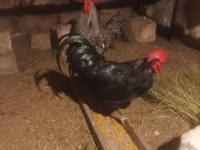 Chickens — foto 1