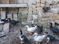 Ducks — Foto 5