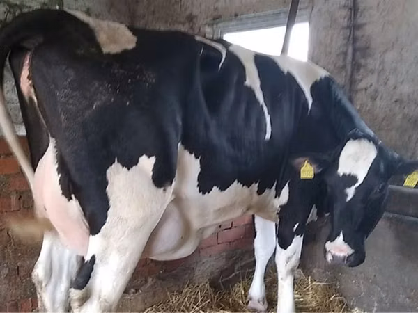 母牛, Russian Black pied cattle