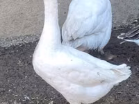 Geese — ფოტო 1