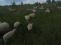 Beran, Merino sheep — foto 1