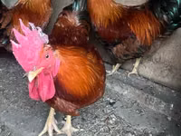 Chickens — foto 2