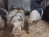 Sow, Pigs — photo 8