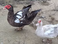 Geese — 3-сурет