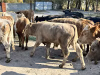 காளை, Swiss cattle — புகைப்படம் 2