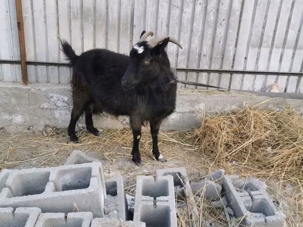 Echki, Czech Brown Shorthaired goats