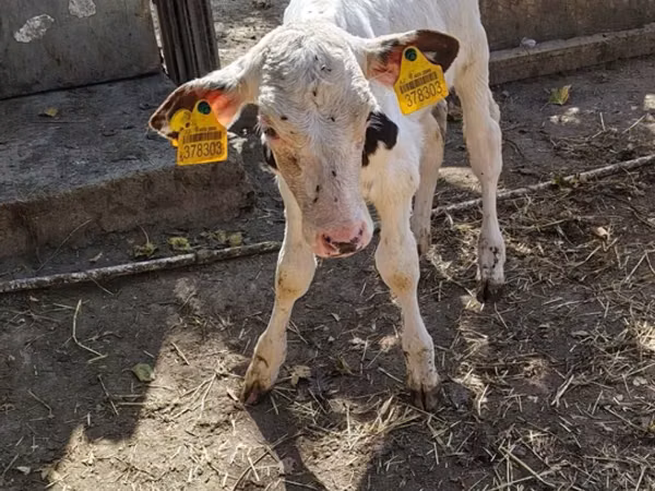 Taureau, Race Holstein